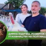 Полтавська індичка стає все більш популярною в Україні.
