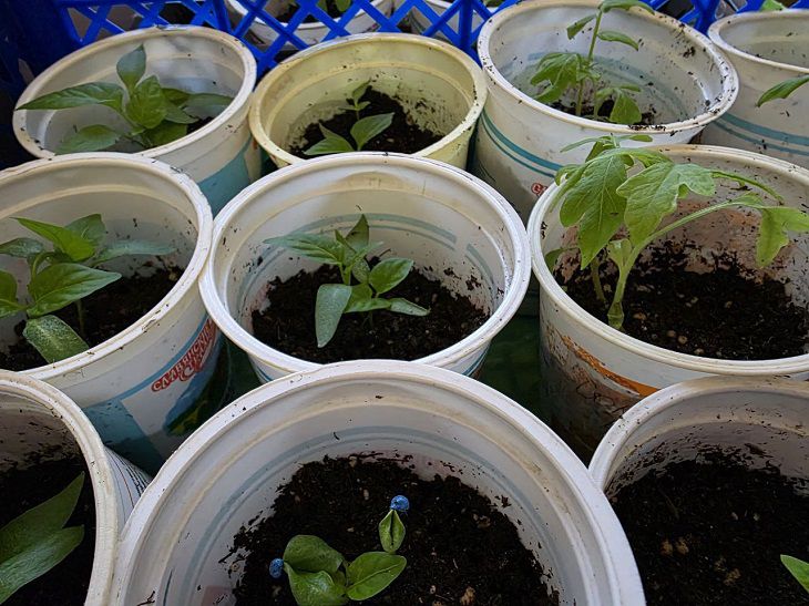 Чому не сходить розсада баклажанів: терміни та умови, про які всі забувають