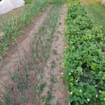 Чому цибуля шкодить гороху: 10 ворогів на одній грядці