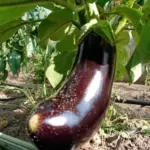 Чому після баклажанів потрібно садити це: детокс для вашого ґрунту