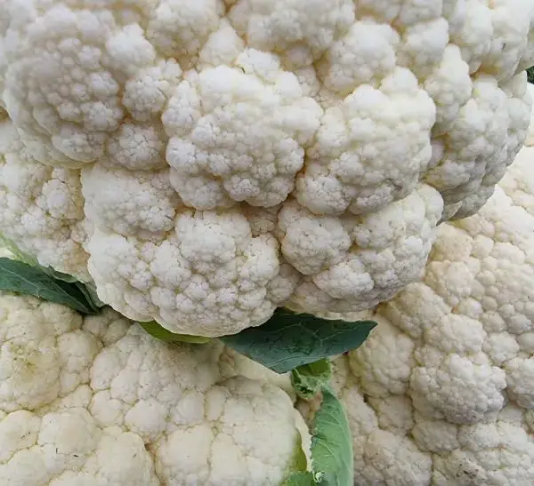 Чому розсада цвітної капусти гине: температурний режим, який критичний