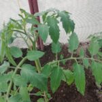 Чому розсада томатів витягується і падає: 3 фатальні помилки у…