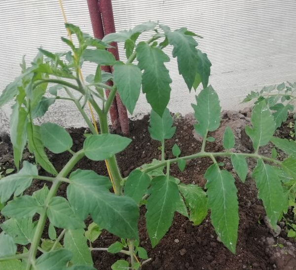 Чому розсада томатів витягується і падає: 3 фатальні помилки у…