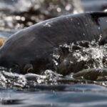 З рибних торгів держбюджет отримав більше 52 млн гривень – Delo.ua