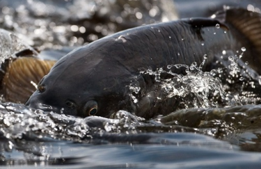 З рибних торгів держбюджет отримав більше 52 млн гривень – Delo.ua