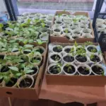 Навіщо поливати розсаду перекисом водню: секрет для потужного коріння