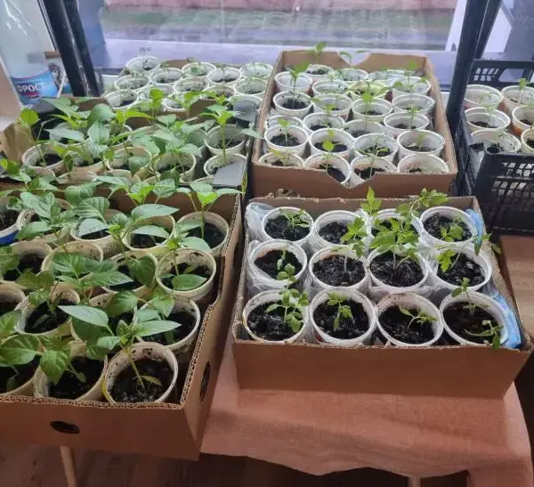 Навіщо поливати розсаду перекисом водню: секрет для потужного коріння