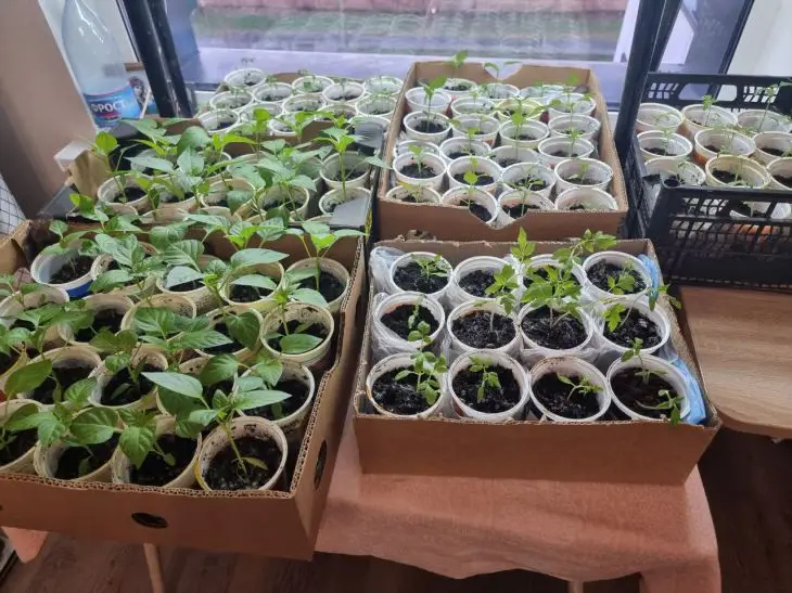 Навіщо поливати розсаду перекисом водню: секрет для потужного коріння