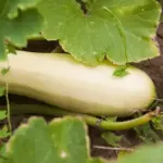 Чому після кабачків земля «втомилася»: яку культуру вибрати для відновлення