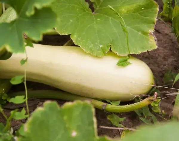 Чому після кабачків земля «втомилася»: яку культуру вибрати для відновлення