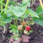 Як використовувати грядку з-під полуниці: що дасть суперурожай на старому…