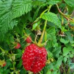 Навіщо садити малину та полуницю на різних кінцях городу: загальний…