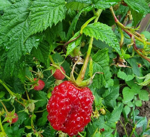 Навіщо садити малину та полуницю на різних кінцях городу: загальний…