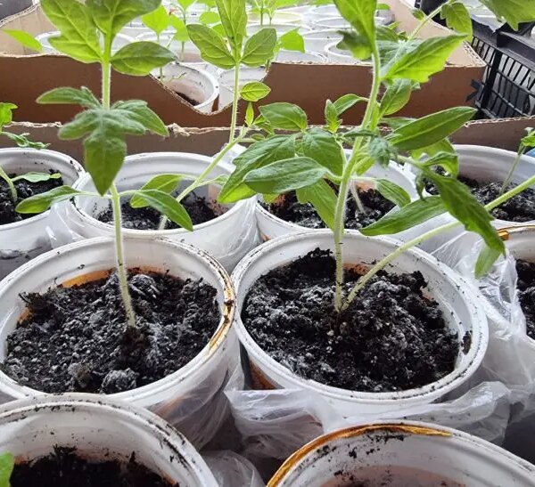 Чому розсада «коштує» і не росте: чим полити, щоби запустити…