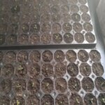 Що таке торф'яні таблетки насправді: плюси та приховані мінуси для&hellip;