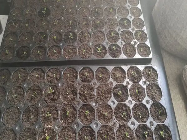 Що таке торф'яні таблетки насправді: плюси та приховані мінуси для&hellip;