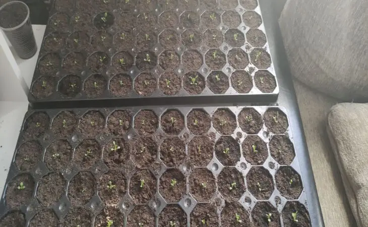 Що таке торф'яні таблетки насправді: плюси та приховані мінуси для розсади