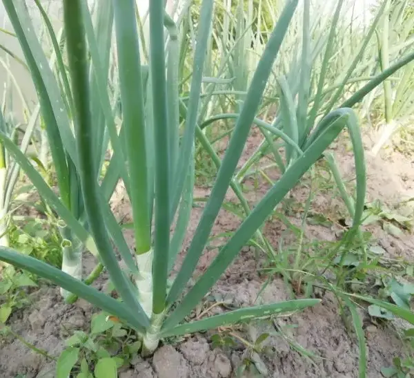 Що можна садити після цибулі того ж року: для тих,…