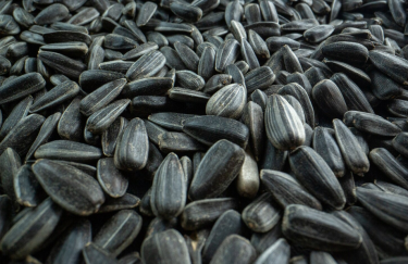 Український соняшник: ціна зросла до 31 тис. грн/тонна, аграрії не поспішають з реалізацією.