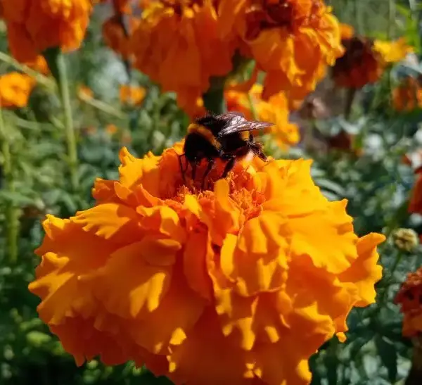 Навіщо сіяти чорнобривці на городі: 7 культур, які вони рятують&hellip;