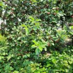 Що спільного у яблуні та картоплі: небезпечне сусідство, яке знижує&hellip;