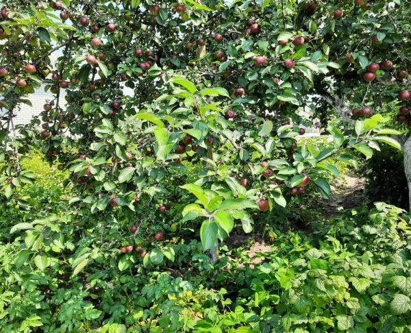 Що спільного у яблуні та картоплі: небезпечне сусідство, яке знижує&hellip;