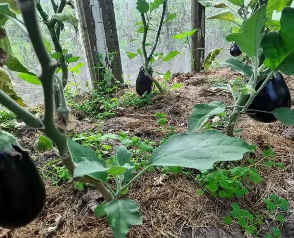 Чому баклажани – погані попередники: і що зможе там рости
