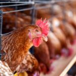 Молдова припинила імпорт курятини з України: відгук Спілки птахівників