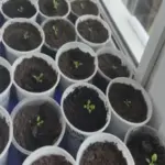 Що класти на дно стаканчика для розсади: дренаж, який запобігатиме…