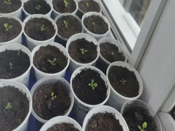 Що класти на дно стаканчика для розсади: дренаж, який запобігатиме…