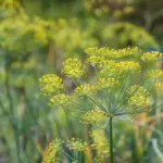 Що посіяти після кропу: маловідома хитрість для запашної грядки
