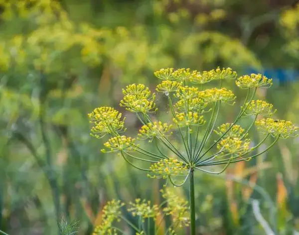Що посіяти після кропу: маловідома хитрість для запашної грядки