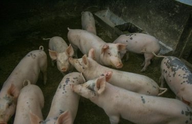 Чи становить збільшення імпорту свинини ризик для українського ринку: думка фахівця