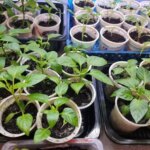 Як поливати розсаду, щоб не було чорної ніжки: золоте правило&hellip;