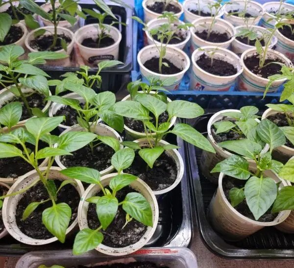 Як поливати розсаду, щоб не було чорної ніжки: золоте правило&hellip;