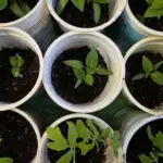 Яке світло губить розсаду: 3 помилки на підвіконні, які ви&hellip;