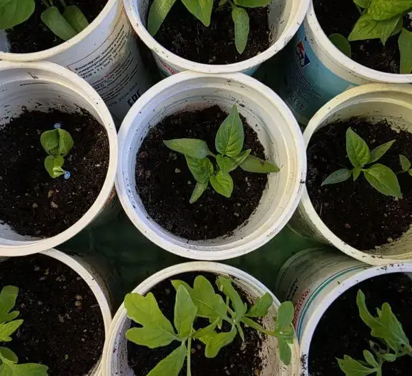 Яке світло губить розсаду: 3 помилки на підвіконні, які ви&hellip;