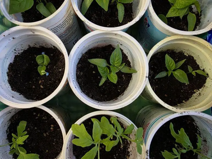 Яке світло губить розсаду: 3 помилки на підвіконні, які ви робите