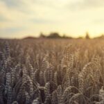 Україна ризикує недоотримати десяту частину зерна: фахівець пояснив, чому.