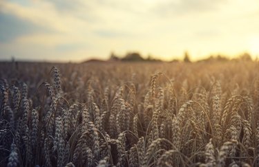 Україна ризикує недоотримати десяту частину зерна: фахівець пояснив, чому.