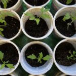 Зелені, як смарагд: чим поливати розсаду, щоб вона була кремезною&hellip;