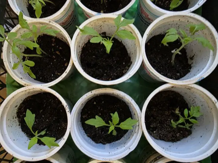 Зелені, як смарагд: чим поливати розсаду, щоб вона була кремезною і не хворіла рассада