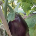 Як використовувати землю після баклажанів: їм важко, але наступній культурі немає