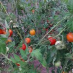 Яка культура оздоровить землю після томатів: термінова реанімація грядки