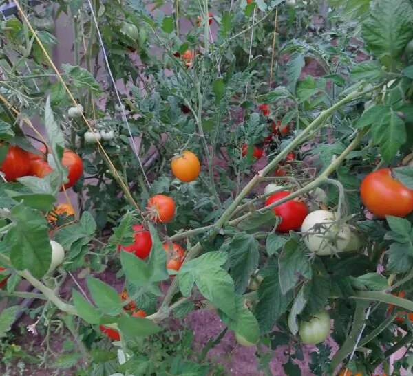 Яка культура оздоровить землю після томатів: термінова реанімація грядки