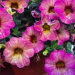 Капризна петунія: як посіяти дрібне насіння, щоб воно зійшло стіною