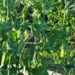 Що посадити після гороху наступного року: про це не розповість…