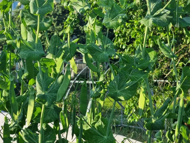 Що посадити після гороху наступного року: про це не розповість сусід по дачі
