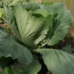 Які сидерати врятують землю після капусти: інструкція для городників