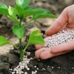 Дефіцит азотних добрив: брак селітри загрожує зниженням врожайності на 20%.